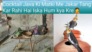 Cocktail Java Ki Matki Me Jakar Tang Kar Rahi hai Iska Hum Kya Kre 🤦 [upl. by Eentruok]