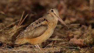 American Woodcock [upl. by Kragh325]