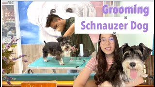 Vlog 01  Ajak Abigail Grooming di Bandung  Miniature Schnauzer Dog [upl. by Janna]