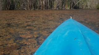 Crocodile encounter in Kununurra  kayaking in west Australia [upl. by Semreh185]