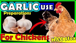 💖 How To Use GARLIC for Chickens natural antibiotics Dose and benefits to feeding hens and chicks [upl. by Ahsiram]