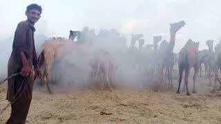 WOW Camels Gathering PointCamels Soundsdesertlife camelsofdesert camellove 🐫❣️ [upl. by Twedy]