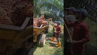 plantation palmoil malaysia viralshort shortvideo shorts new loading PalmOilIndustry [upl. by Ahsenrad]