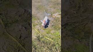 ALMOST MADE IT 😱🐟 fishing fish bassfishing shorts [upl. by Obeded]