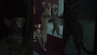 cattynip I want a mouse misty kittosfamily cats shorts ytshorts trending [upl. by Oiramaj]