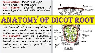 Anatomy of dicot root [upl. by Cai792]