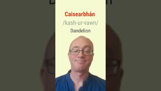 How to say Dandelion in Irish bitesizeirish [upl. by Winchell]