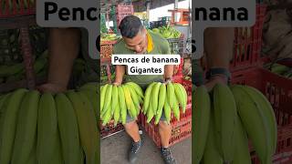 Pencas de banana gigantes 😱 banana [upl. by Ynohtnacram]