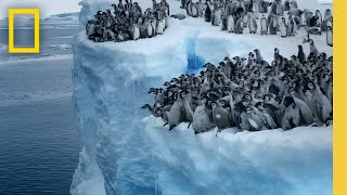 Emperor penguin chicks jump off a 50foot cliff in Antarctica NEVERBEFOREFILMED FOR TV  Nat Geo [upl. by Llertak]