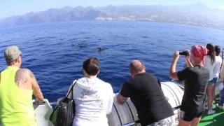 Excursión en Catamaran con visión submarina en Tenerife [upl. by Roid]