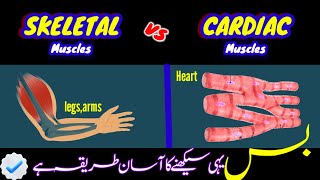 Cardiac vs Skeletal Muscle Whats the Difference UrduHindicardiacmuscle zoologymuscle 2024 [upl. by Annai]