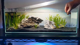 LONG STYLE AQUASCAPE  Community Planted Fish Tank  UNS 60 long [upl. by Nottirb]