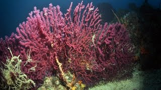 Red Corals of Ayvalık Turkey [upl. by Kamerman]