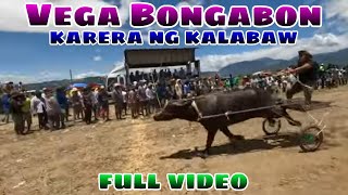 Vega Bongabon karera ng kalabaw 2024 full video [upl. by Yadseut812]