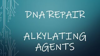 Repair of DNA damage by alkylating agents [upl. by Ferwerda]