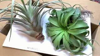 2019219発送 Tillandsia Streptophylla × Xerographica  Zacapanensis＠フラワーショップ江口 [upl. by Losse]