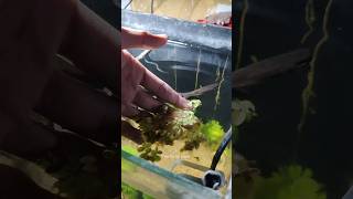 Growing Floating plants easily in Guppy fish tank 😍guppyfish youtube petsvlog thefishyzone [upl. by Aiehtela]