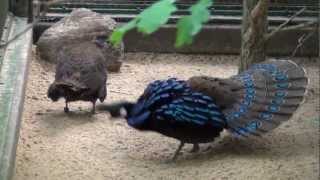 Displaying Palawan Peacock Pheasant [upl. by Annol]