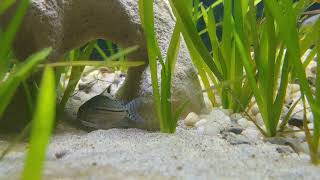 Three Stripe Corydoras Corydoras trilineatus 27OCT2019 [upl. by Annohs212]