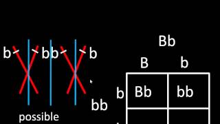 One trait punnett squares [upl. by Azaleah869]