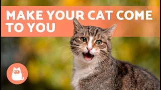 Meows to ATTRACT CATS 🐱🔊 Sounds to Make Your Cat to Come to You [upl. by Ococ110]