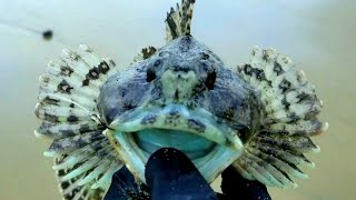 Cabezon Venomous Blue Fish Caught on Shore [upl. by Salhcin970]