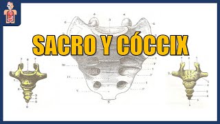 ANATOMÍA  SACRO Y CÓCCIX DETALLES ÓSEOS Y ARTICULACIÓN SACROCOCCÍGEA [upl. by Shay39]