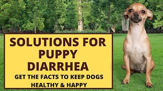 What are solutions for puppy diarrhea [upl. by Isac]