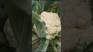 Symptoms amp Remedy of Bacterial Leaf Rot of Cauliflower Vegetablesshorts [upl. by Nanaj]