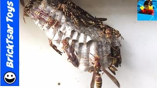 Messing With Wasps with Slow Motion [upl. by Grant]