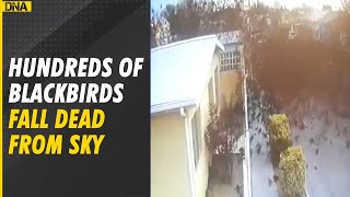 Strange Watch Hundreds of dead birds fall from sky How this happened [upl. by Zaccaria]