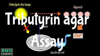 Isolation Of Lipase Producing Bacteria  Tributyrin Agar  Lipid Hydrolysis Assay [upl. by Nedia861]