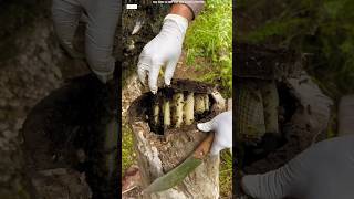 Beehive found inside tree l shortvideos [upl. by Prichard]