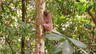 Threetoed Sloth climbing up tree [upl. by Jaine]