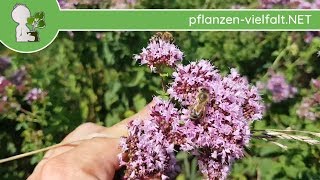 Echter Dost  Oregano  Ganze Pflanze  090718 Origanum vulgare  Essbare Wildkräuter sammeln [upl. by Homere674]