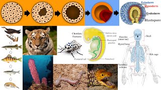 Animal Diversity Sponges Chordates Vertebrates Blastulation Food Chain [upl. by Barnabe363]