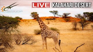 Namibia Live stream in the Kalahari Desert Namibia [upl. by Goldshlag]