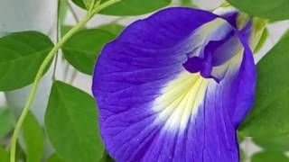 468  How to grow n care AparajitaClitoria Ternatea Blue PeaButterfly Pea plant Hindi Urdu 58 [upl. by Veronica925]