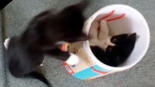 Cute Kittens Playing in a container [upl. by Quentin]