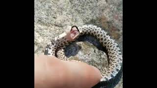 Baby female western hognose snake playing dead [upl. by Ahsata]