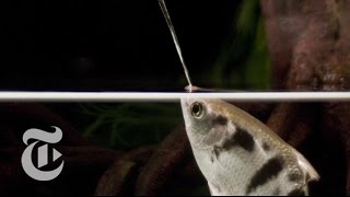 A Fish That Spits With Perfect Aim Archerfish in Action  ScienceTake  The New York Times [upl. by Glynas857]