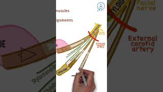 Styloid process  NEET PG  INICET  MBBS ANATOMY LECTURES [upl. by Morell722]