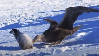 Baby Penguin Dodges Predators  Snow Chick A Penguins Tale  BBC Earth [upl. by Aldon]