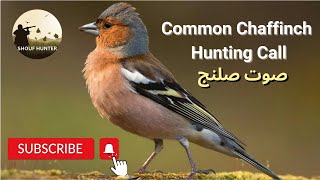 Common Chaffinch Fringilla coelebs Hunting Call  💥صوت الصلنج للصيد [upl. by Vieva]