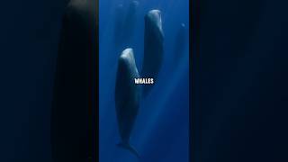 How Sperm Whales Sleep in the Deep And Why [upl. by Tamsky]