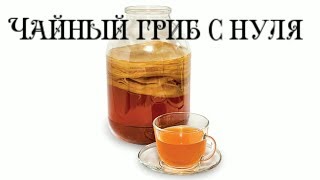 Как вырастить чайный гриб с нуля Лайфхак [upl. by Ailecra]