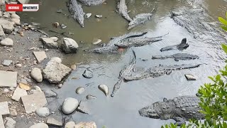 TERR0R EN ACAPULCO Cocodrilos devoran Acapulqueños Perritos SE REFUGIAN Esto No pasan en la TV [upl. by Orsino264]