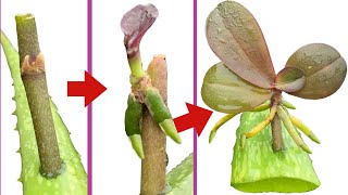 This Miracle Helped Propagate Orchids Quickly [upl. by Aicined]