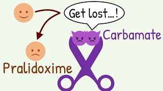 Why Pralidoxime is CONTRAINDICATED in Carbamate Poisoning [upl. by Notloc]