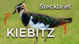 Der KIEBITZ  Steckbrief [upl. by Ynittirb]